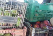 DSPYTM detienen jabas de mangos por no portar guías de traslados.