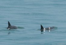 Sólo quedan de 4 a 17 ejemplares de vaquita marina: Comité Científico