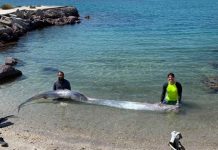 Temor en BCS tras hallazgo de pez remo que ligan a terremotos