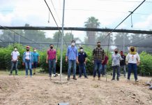 SEDESU ENTREGA ÁRBOLES REGIONALES A SINDICATURAS DE CULIACÁN