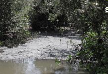 Jumapan Niega Contaminar Aguas del Estero de Urías: Ismael Tiznado