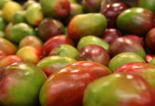 Coepriss se reúne con productores de mango del norte de Sinaloa para fortalecer las buenas prácticas de higiene y prevención en el entorno laboral del Covid-19