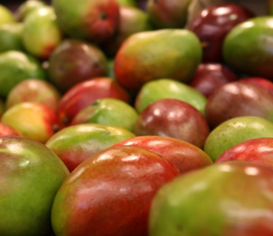 Coepriss se reúne con productores de mango del norte de Sinaloa para fortalecer las buenas prácticas de higiene y prevención en el entorno laboral del Covid-19