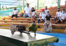 Despierta Acuario Mazatlán, interés de voluntarios