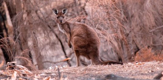 Al menos 3 mil millones de animales fueron víctimas de incendios en Australia