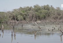 “Aguas Crudas” del Drenaje Arroja Jumapam al Estero de Urías