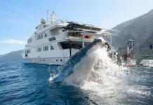 Tiburón blanco de BC en grave peligro por piratas chinos