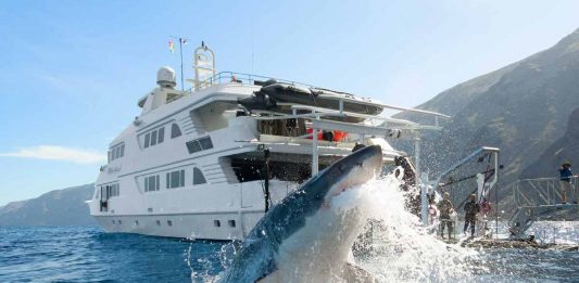 Tiburón blanco de BC en grave peligro por piratas chinos