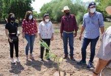 Darán vida a espacios públicos del ejido Roberto Barrios con árboles regionales