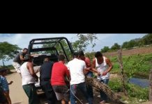 CAPTURAN A COCODRILO EN EL HABALITO DEL TUBO