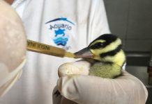 Resguarda Acuario Mazatlán a crías de Pato Pichichín