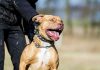 Un pitbull mató a su amo cuando le pegaba para domesticarlo