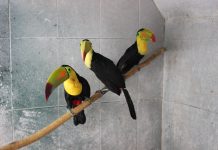 En recuperación Tucanes decomisados por PROFEPA