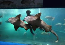 Cumple Acuario Mazatlán 40 años