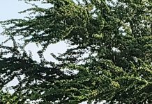 Poca afluencia de bañistas en playas y balnearios: Seguridad Pública.