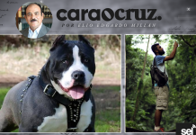 EL LLAMADO DE LA SELVA.