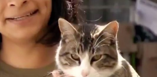 ¡Cuidado! Vacunan a mascotas, pero les inyectan agua