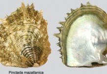 MAZATLÁN ES LA PERLA DEL PACÍFICO