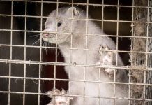 Dinamarca sacrificará a millones de visones por mutación de coronavirus