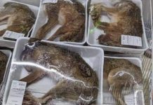 Supermercado vende animales enteros en bandejas