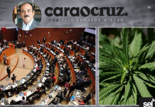 REGULACIÓN IRREGULAR DE LA MARIGUANA