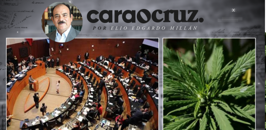 REGULACIÓN IRREGULAR DE LA MARIGUANA