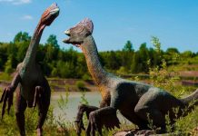 Reconstrucción 3D del cerebro de un dinosaurio revela dieta y movilidad