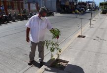 Gobierno municipal de Escuinapa implementa reforestación en avenida Miguel Hidalgos.