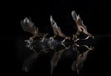 Los murciélagos ‘conversan’ sobre sexo, sueño y comida