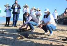 Participa SEDESU en la liberación de tres tortugas Carey en Navachiste