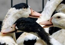 Francia e India sacrifican a miles de aves por brotes de gripe aviar