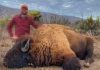 Cazar ‘legalmente’ a un bisonte cuesta $153 mil en Coahuila