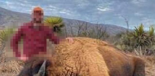 Cazar ‘legalmente’ a un bisonte cuesta $153 mil en Coahuila