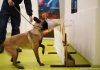 Francia usa perros para detectar Covid a través de la transpiración humana