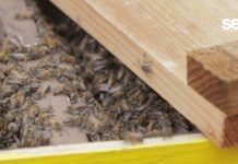 Humberto Jiménez, un educador ambiental que cuida y preserva a las abejas