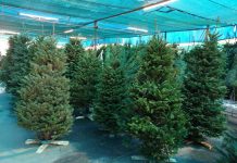 ¡No tires tu Pino de Navidad! Aquí te decimos a donde lo puedes llevar
