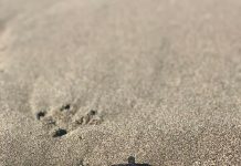 Sinaloa, primer estado del país en aplicar tecnología para la conservación de la tortuga golfina