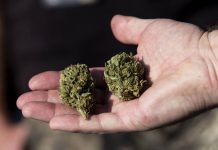 La marihuana reduce riesgo de contagiarte de Covid-19, según estudio