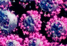 ¿Cuál es la diferencia entre mutaciones, variantes y cepas de Covid-19?