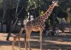 NACE UNA JIRAFITA EN EL ZOO DE CULIACAN