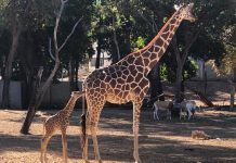 NACE UNA JIRAFITA EN EL ZOO DE CULIACAN