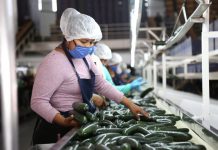 Marca Sinaloa recuperación en empleo formal ante el IMSS