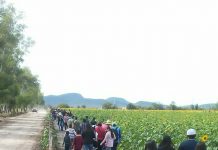 Campo de Girasoles en Mocorito, un detonador del turismo estatal
