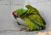 Resguarda Acuario Mazatlán, Guacamayas donadas.