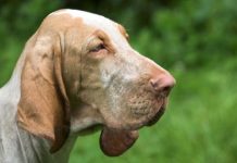 Perros sabueso alemanes detectan Covid-19 con precisión del 94%