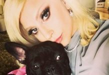 Secuestran a los perros de Lady Gaga tras balear a su cuidador; ofrecen millonaria recompensa