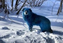 Encuentran perros azules brillantes cerca de fábrica abandonada en Rusia