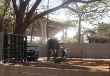 Llega al zoológico de Culiacán Big Boy el elefante