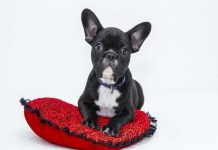 Hallan nuevo tipo de coronavirus que se origina en perros