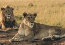 Rusia: Leona ataca a su domador en un espectáculo de circo